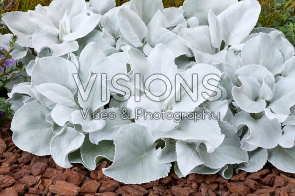 Senecio Angel Wings