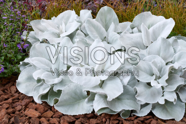 Senecio Angel Wings