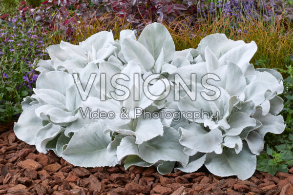 Senecio Angel Wings Senecio Angel Wings