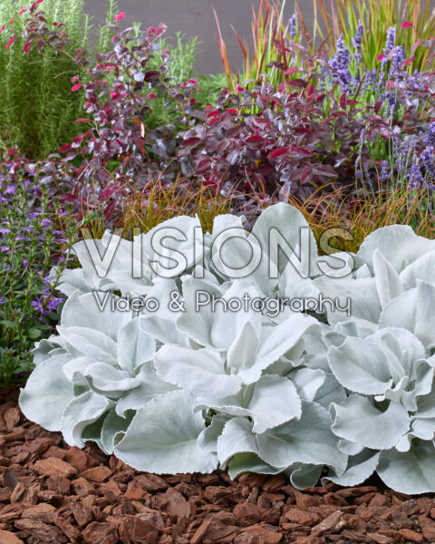 Senecio Angel Wings