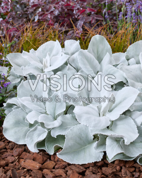 Senecio Angel Wings
