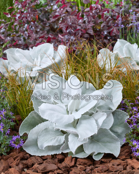 Senecio Angel Wings