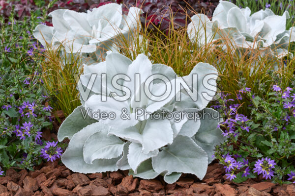 Senecio Angel Wings
