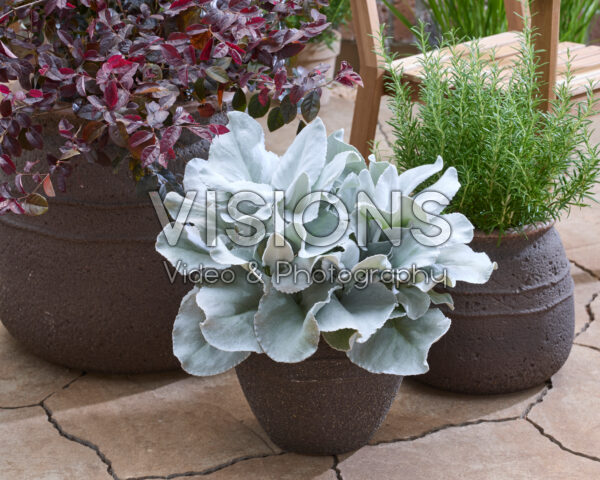 Senecio Angel Wings