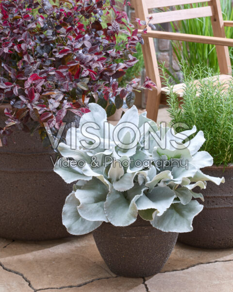 Senecio Angel Wings