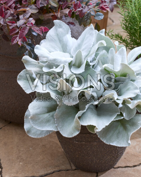 Senecio Angel Wings