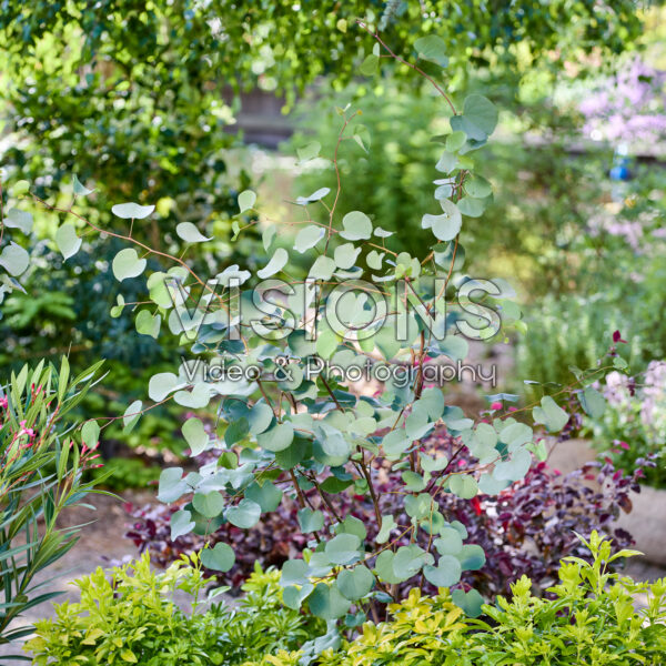 Cercis griffithii Blue Lagoon