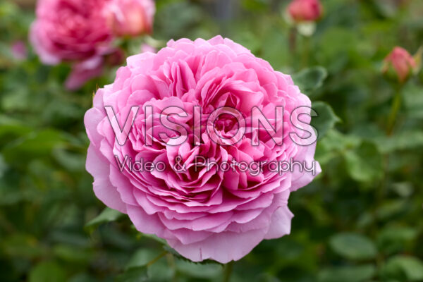 Rosa Princess Alexandra of Kent