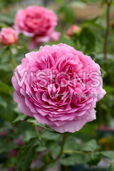 Rosa Princess Alexandra of Kent