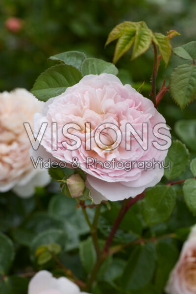 Rosa Emily Brontë® Rosa Emily Brontë®