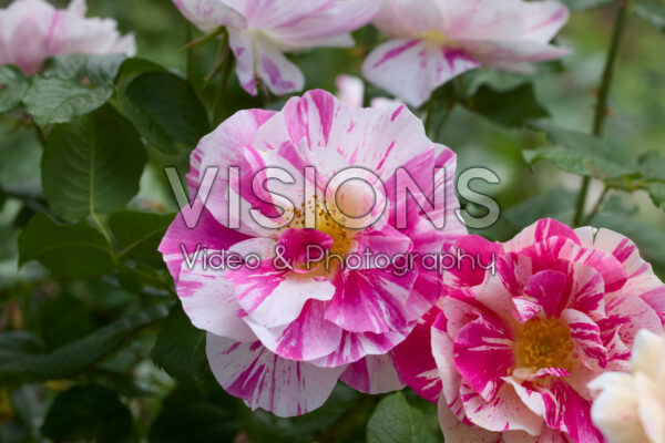 Rosa The King's Rose