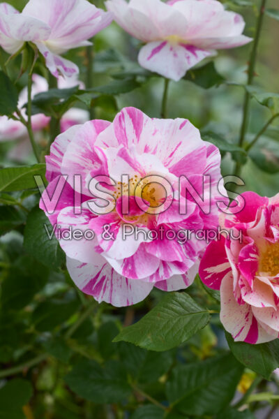Rosa The King's Rose