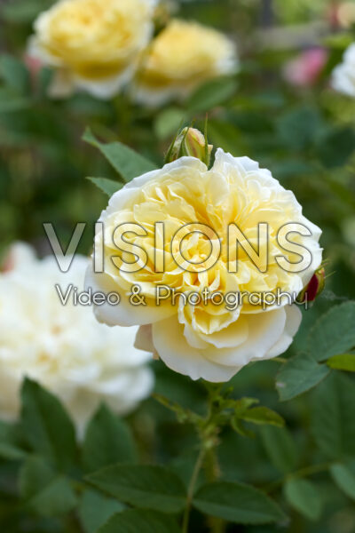 Rosa The Country Parson