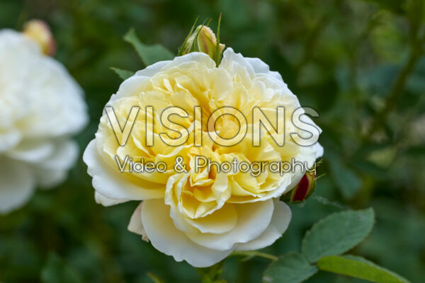 Rosa The Country Parson