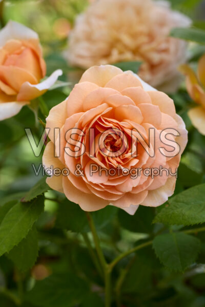 Rosa Grace
