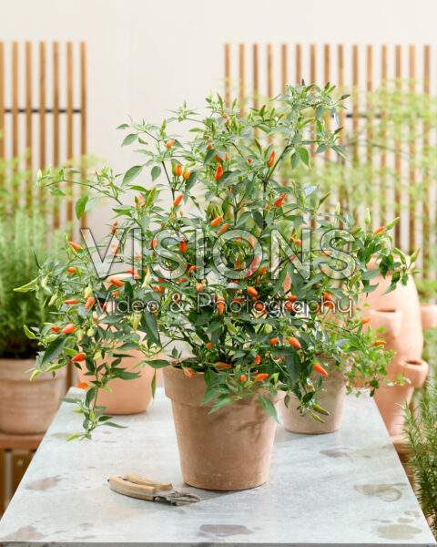Capsicum annuum Midsummer Orange