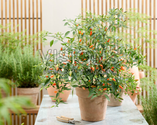 Capsicum annuum Midsummer Orange Capsicum annuum Midsummer Orange
