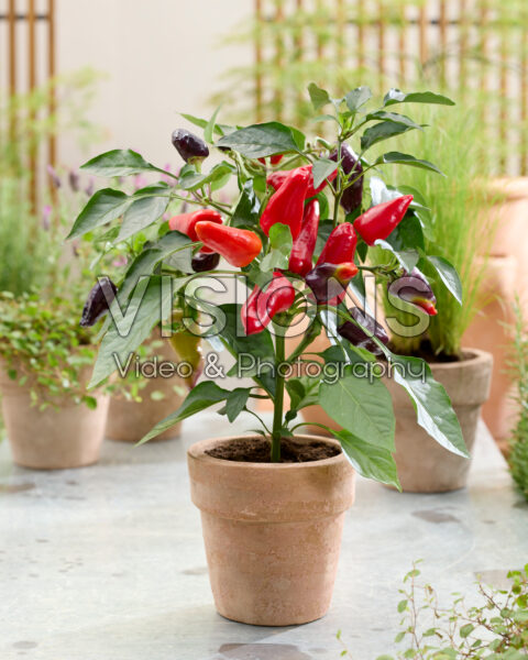 Capsicum annuum Rainbow
