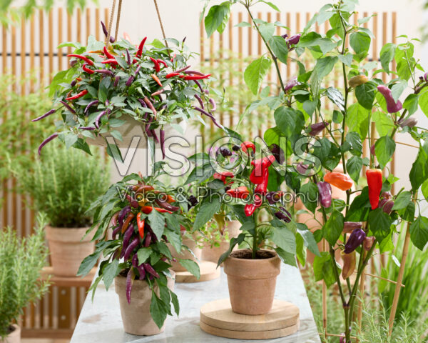 Capsicum annuum Rainbow mix