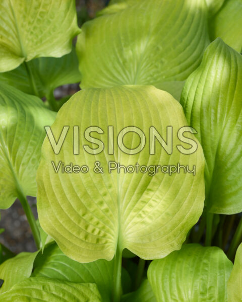 Hosta School Bus