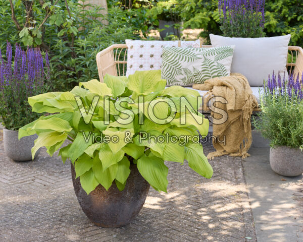 Hosta School Bus