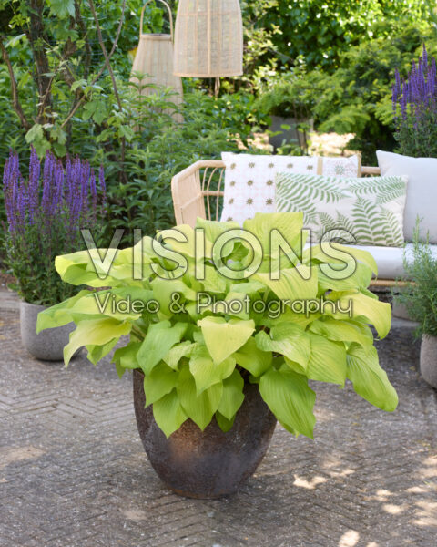 Hosta School Bus