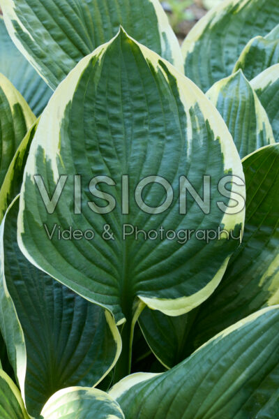Hosta Fortunei Aureomarginata