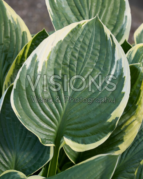 Hosta Fortunei Aureomarginata