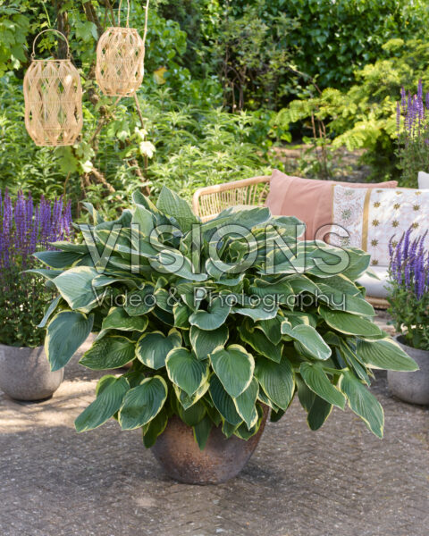 Hosta Fortunei Aureomarginata