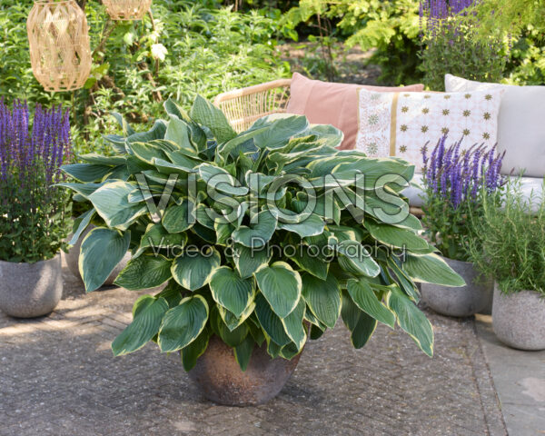 Hosta Fortunei Aureomarginata