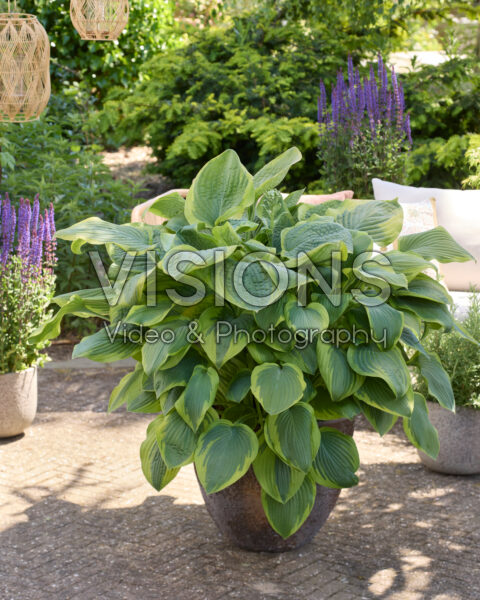 Hosta Velvet Moon