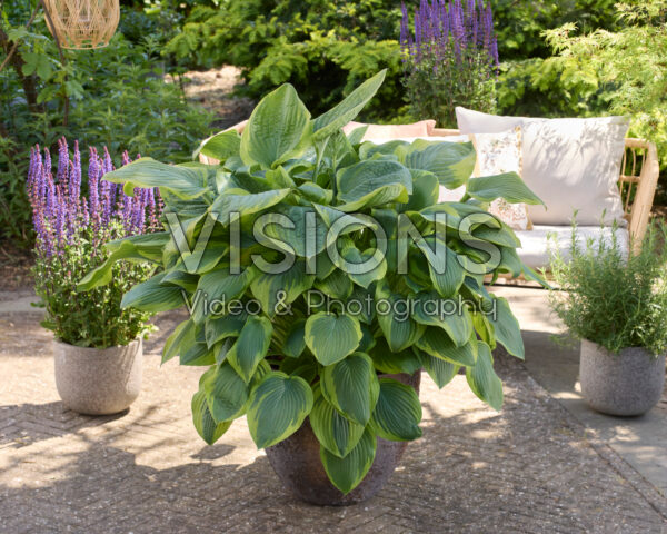 Hosta Velvet Moon