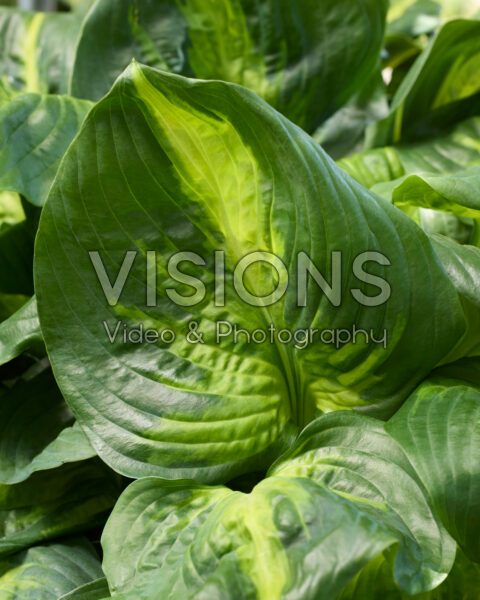 Hosta Enchiladas Hosta Enchiladas