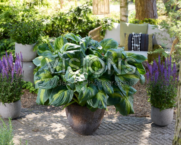 Hosta Enchiladas