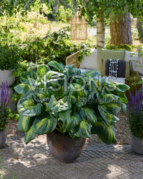 Hosta Enchiladas