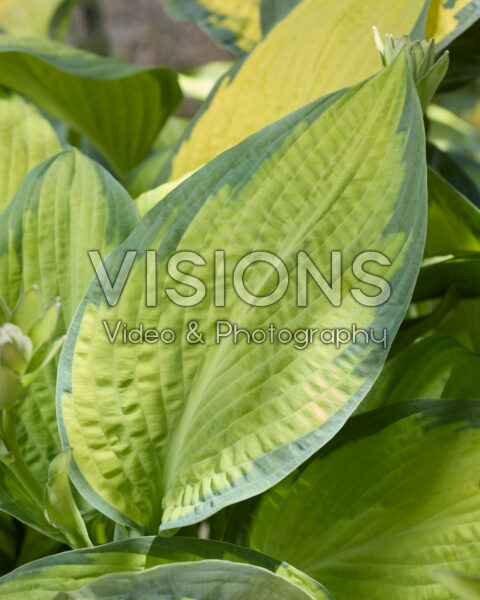 Hosta Paul's Glory