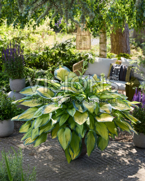 Hosta Paul's Glory