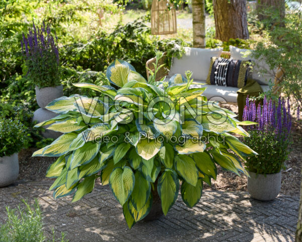 Hosta Paul's Glory