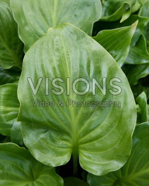 Hosta Invincible