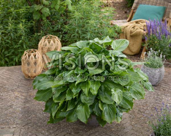 Hosta Invincible