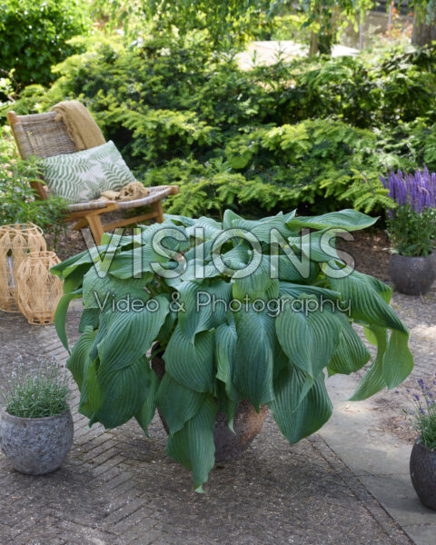 Hosta Jurassic Park