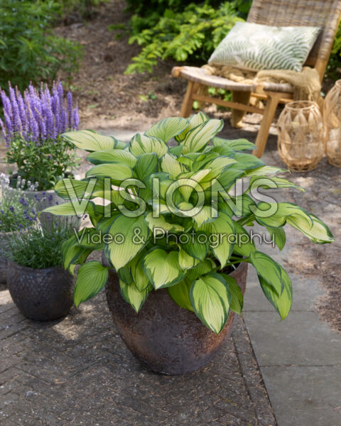 Hosta Eye Declare