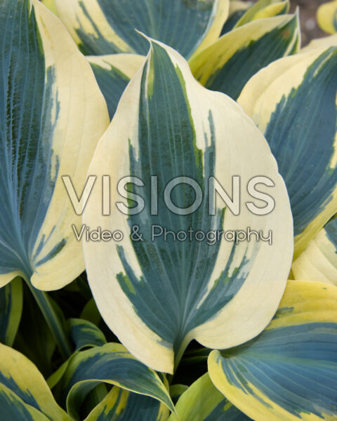 Hosta Autumn Frost