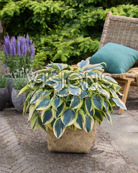Hosta Autumn Frost