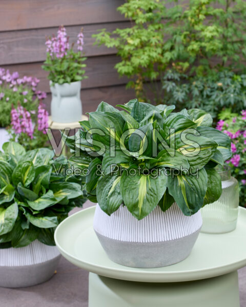 Hosta Hos 254