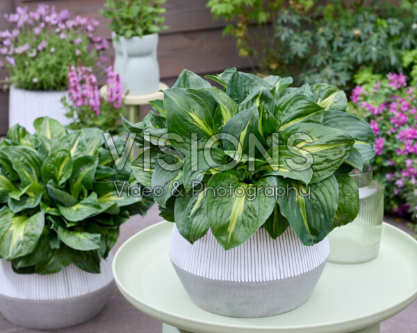 Hosta Ghost Trial