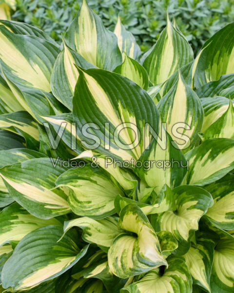 Hosta 19-014-2 Hosta 19-014-2
