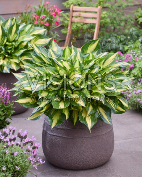 Hosta 19-014-2