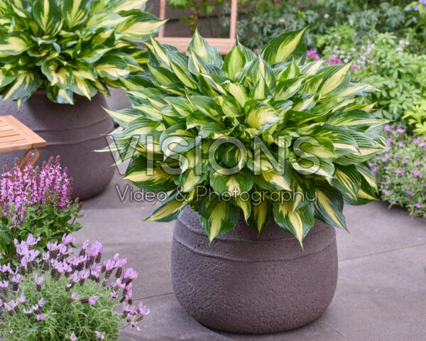 Hosta 19-014-2 Hosta 19-014-2