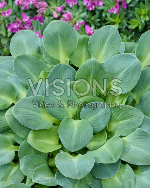 Hosta Blue Mouse Ears